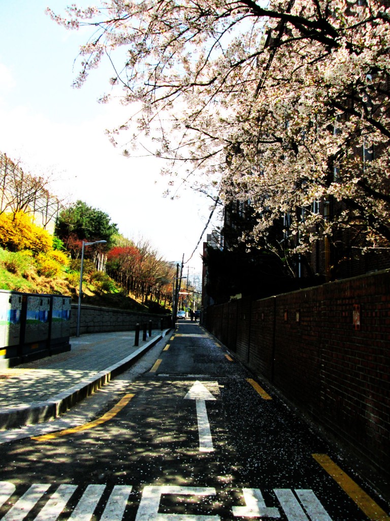 Who can resist such a natural beauty in the centre of Seoul - the noisiest city in the world?