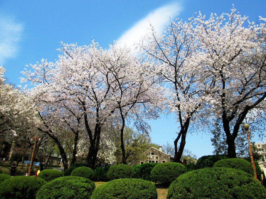In spring, cherry blossoms bloom in a poetic pink on Yonsei Campus