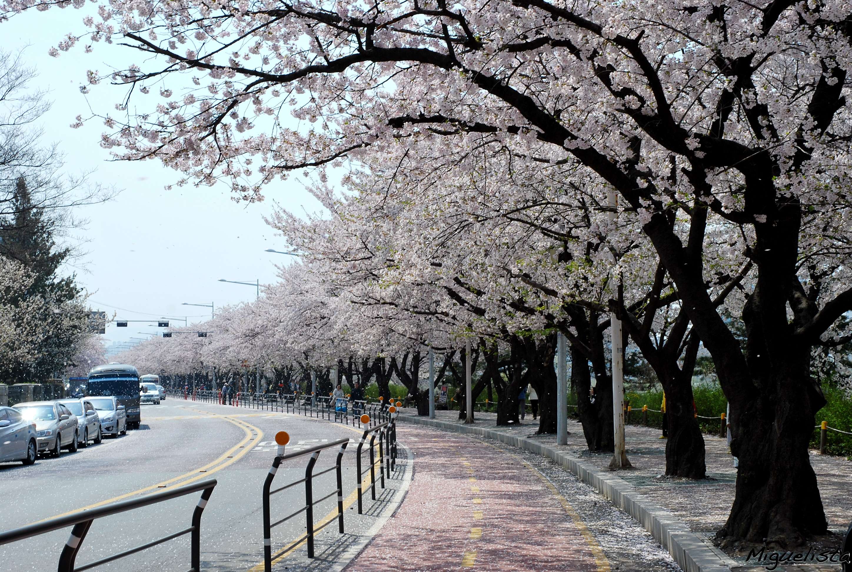Cherry blossoms in Seoul